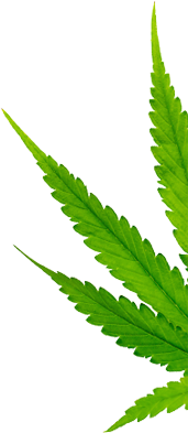 hero leaf 2 1